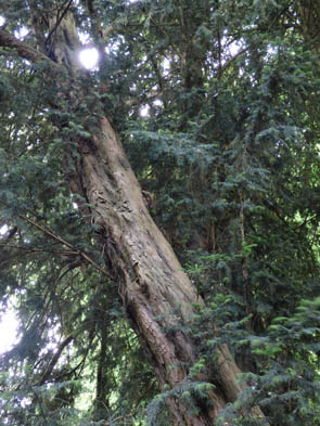 Forêts et sous-bois (Luzarches)